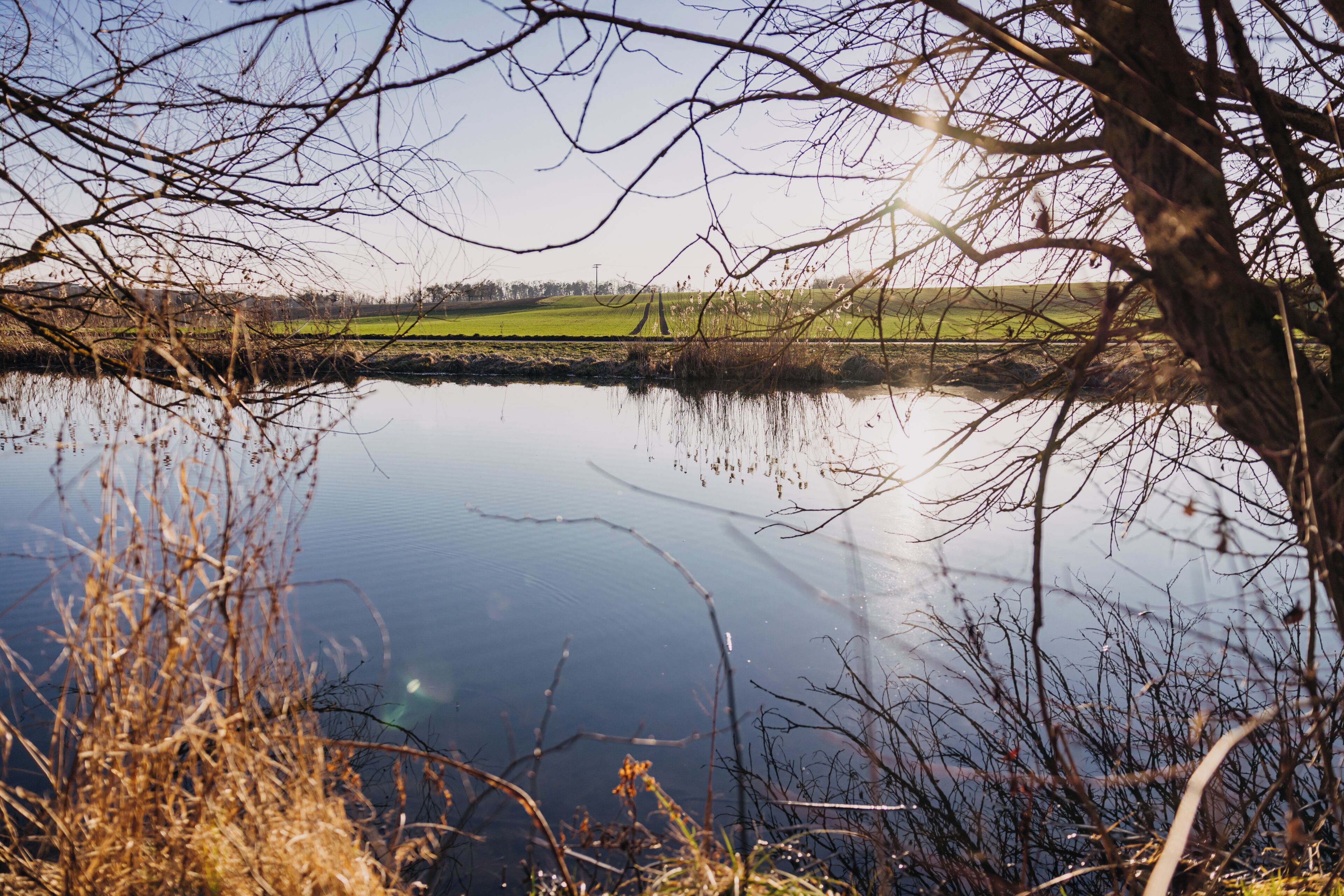 A calm lake with reflections of trees and a distant green field.
