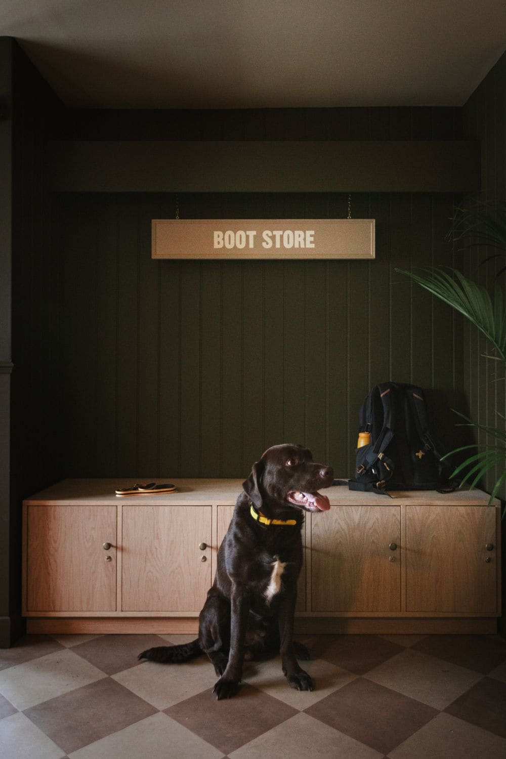 Gos assegut davant d'un armari de fusta amb un rètol que diu "BOOT STORE" a la part superior.