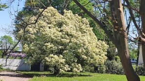 A tree with dense clusters of white flowers in a grassy area. - B&B VILLA ELISA (Motta di Livenza)