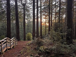 Property grounds - Total privacy on 2 acres surrounded by Sea Ranch's famous redwood forest (Sea Ranch)