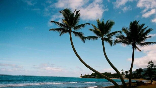 A beach with palm trees and a view of the ocean. - Oahu Oceanfront Getaway (Hauula)