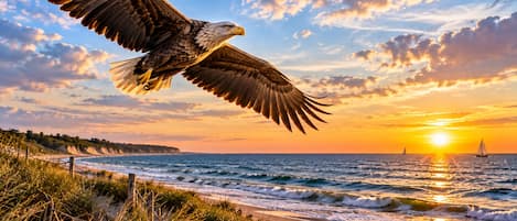 A bird in flight over a beach with the sun setting in the background.