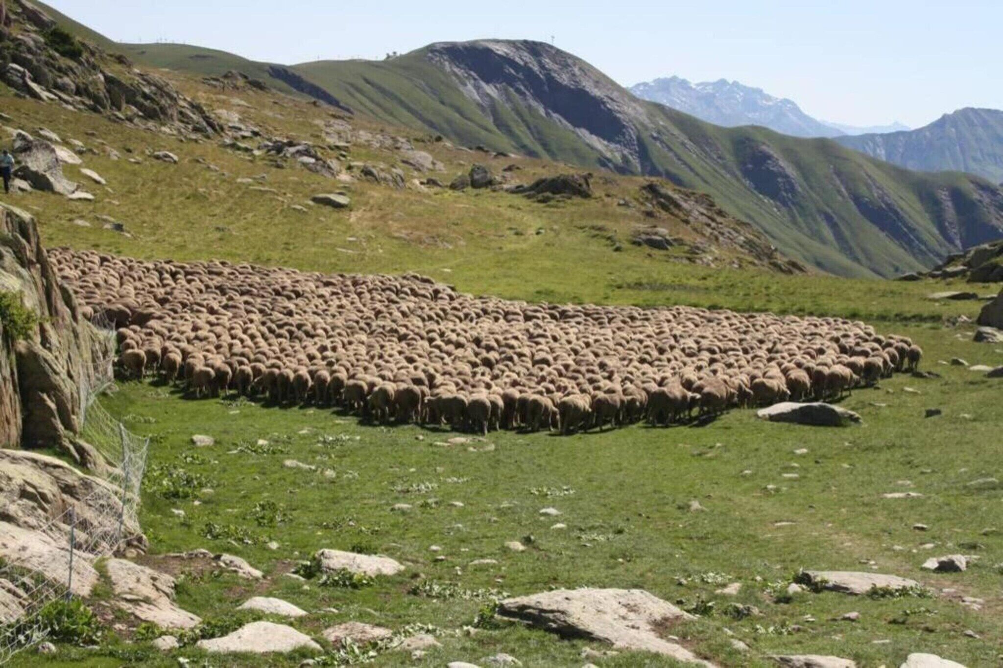 Un paysage montagneux où un grand troupeau de moutons broute dans un champ verdoyant.
