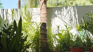 A palm tree with coconuts in a garden setting.