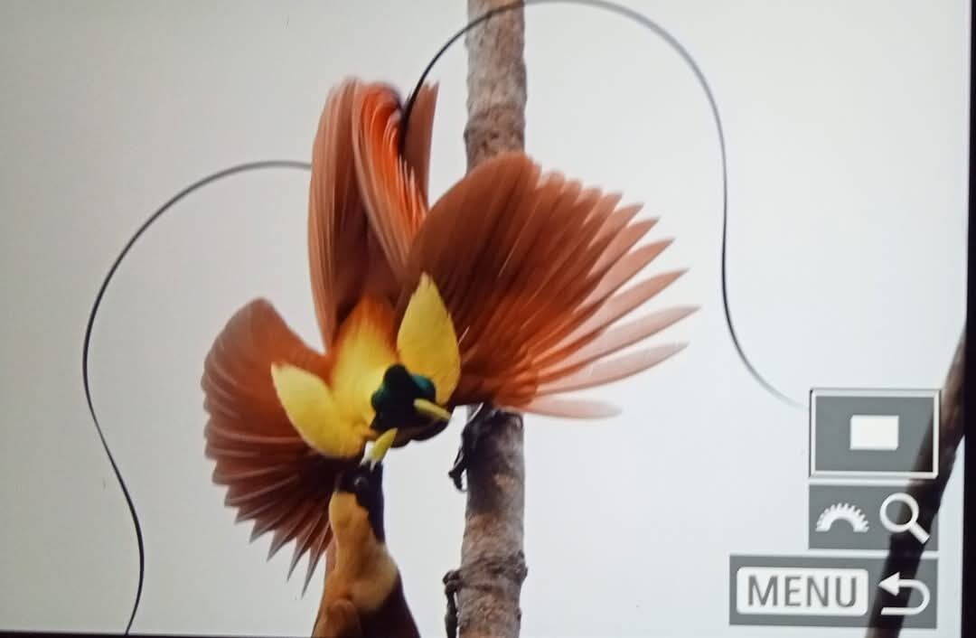 Un pájaro con plumas amarillas y marrones posado en una rama.