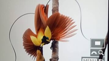 Un pájaro con plumas amarillas y marrones posado en una rama.