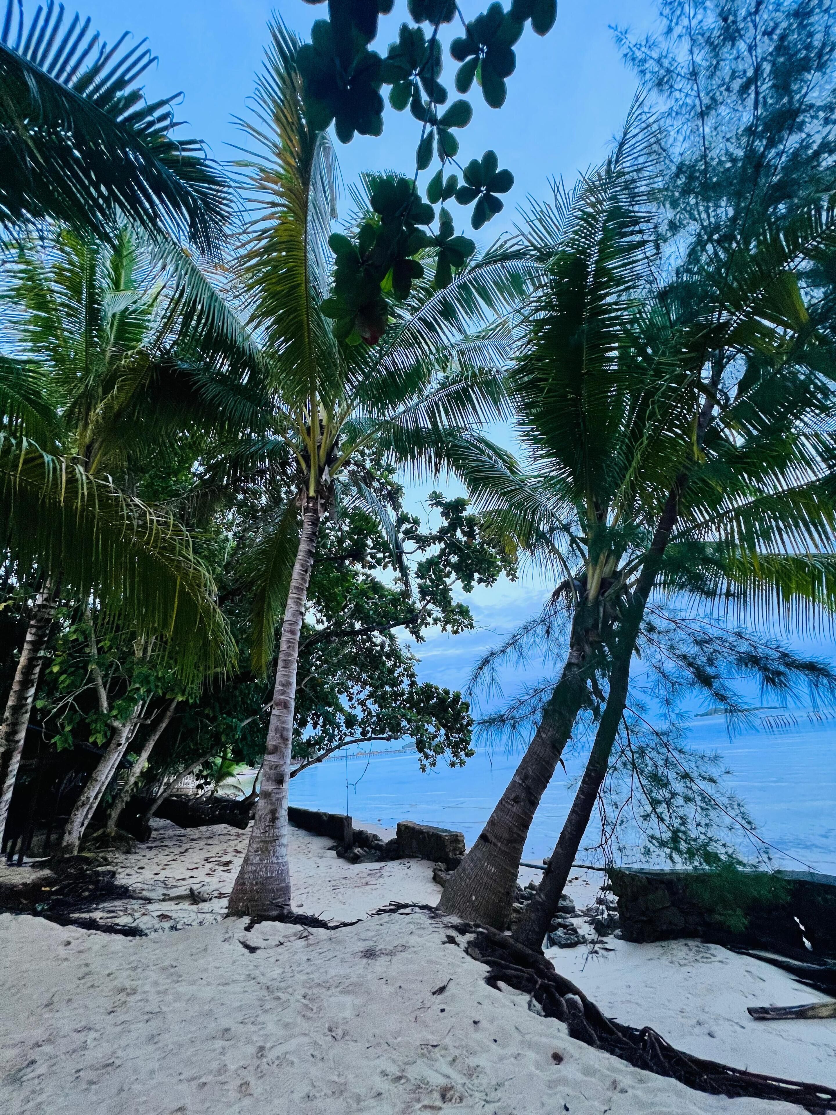 Une plage bordée de palmiers, offrant une vue dégagée sur l’océan.