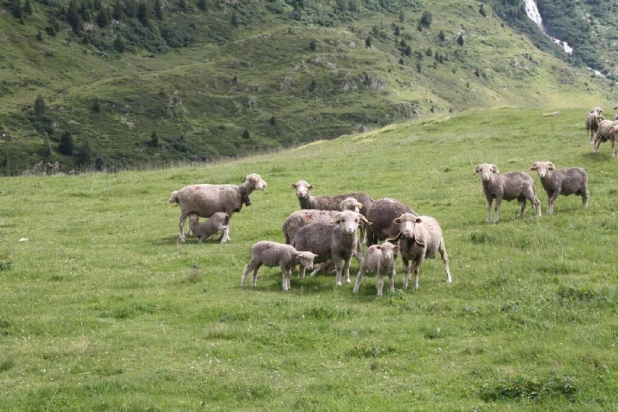 En flok får græsser på en græsmark med et bjergrigt landskab i baggrunden.
