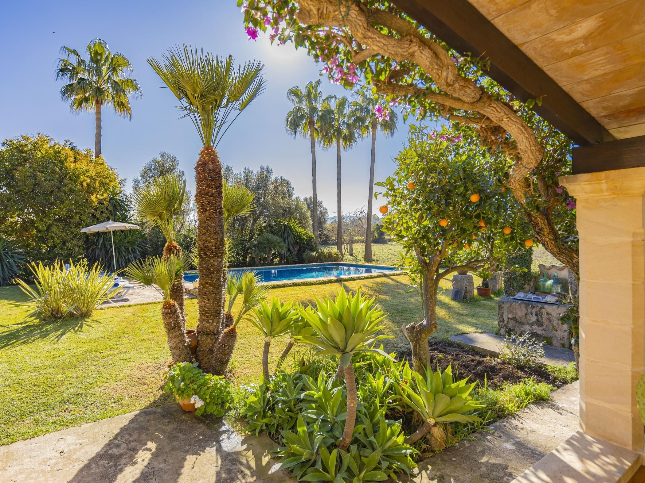 A garden with a swimming pool, palm trees, and various plants.