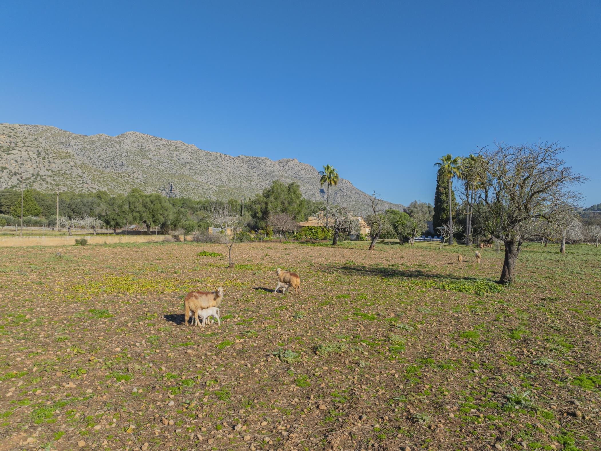 A rural landscape with a mountain in the background, a few scattered trees, and a clear sky.