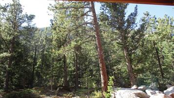 A forested area with a wooden structure, likely a cabin or lodge, surrounded by tall pine trees and large rocks.