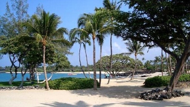 Une plage bordée de palmiers, offrant une vue dégagée sur l’océan.