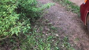 A dirt path winding through a forested area with dense greenery on both sides. - Haven at Loon Lake (Grand Marais)