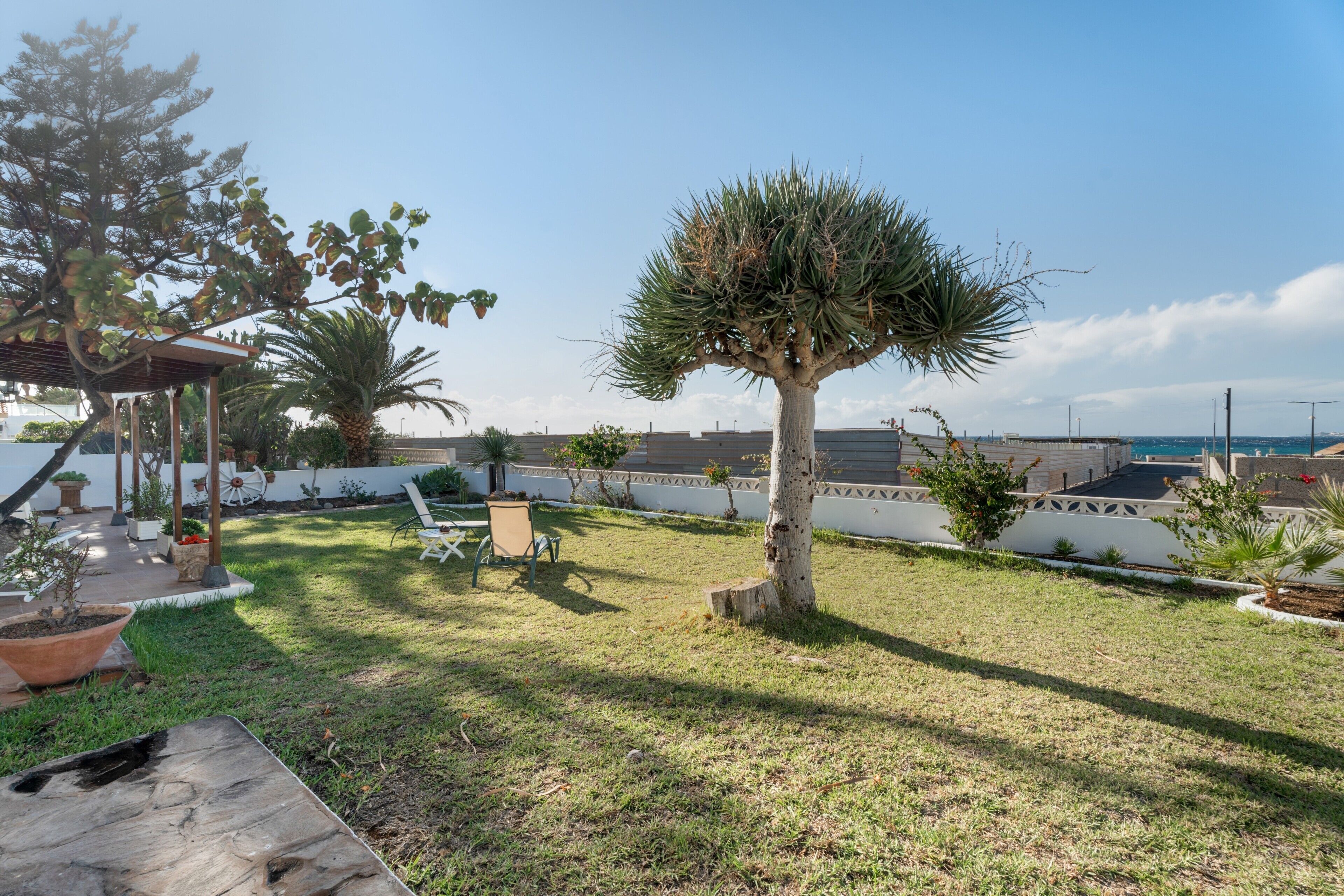 A backyard with a pergola, a palm tree, and a chair.