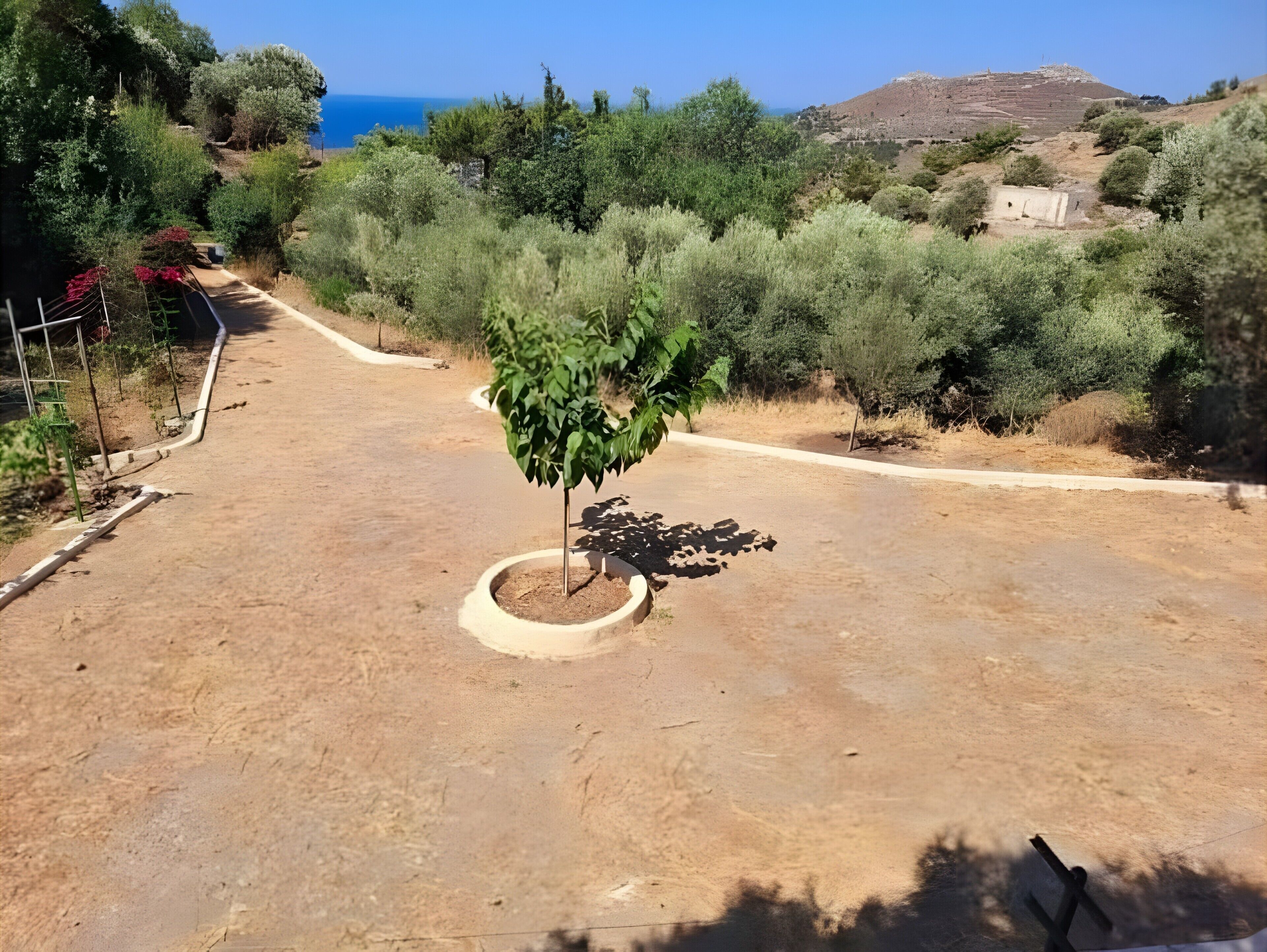 Ein schmaler Feldweg mit einem kleinen Baum in einem Rundtopf, umgeben von trockener Vegetation und einem Blick auf das Meer in der Ferne.