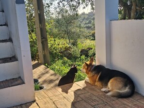 Property grounds - Bed and Breakfast 'Casa Margarida' with Private Pool, Wi-Fi and Air Conditioning (Tavira)