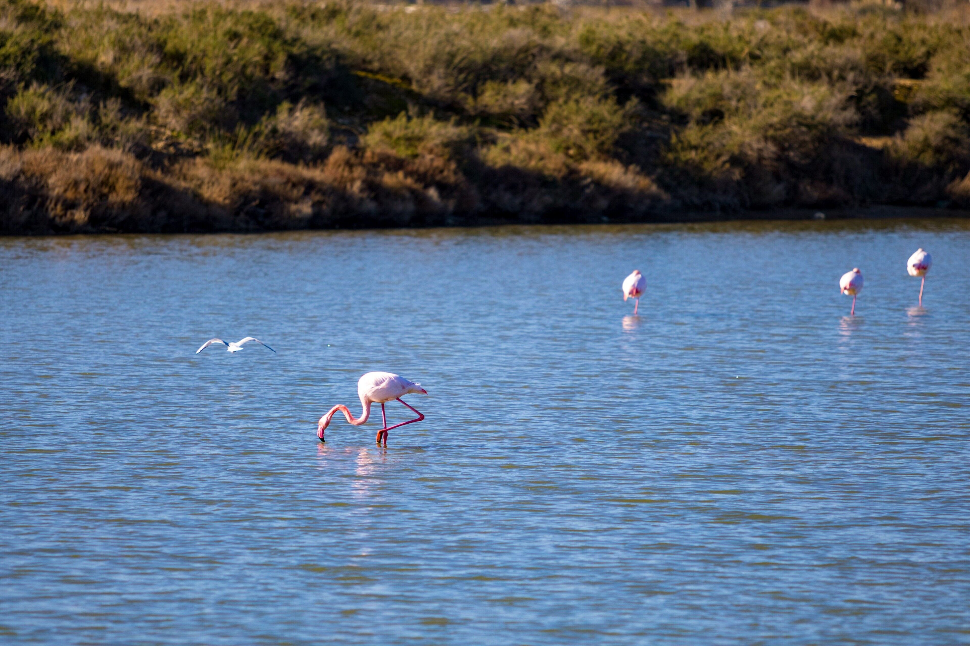 A calm body of water with several birds, including flamingos, and a grassy shoreline.