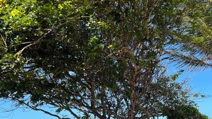 A beachside seating area with a hammock, wooden chairs, and a table under a large tree overlooking the sea. - Pousada Vila Matury (Icapuí)