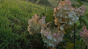 A rural landscape with a house, trees, and a field. - Charming self-catering cottage in a Plus Beau Village, near Pompadour. (Ségur-le-Château)