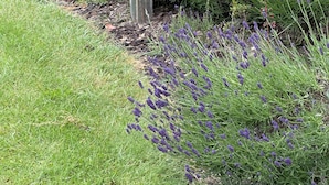 A garden with lavender and other flowering plants. - Lavender Cottage at Akaroa Lavender (Duvauchelle)