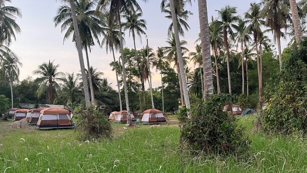 Ein Campingplatz mit mehreren Zelten auf einer grasbewachsenen Fläche, umgeben von Palmen.