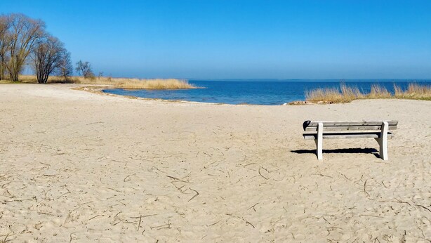 Une plage avec un seul banc en bois et une végétation clairsemée.