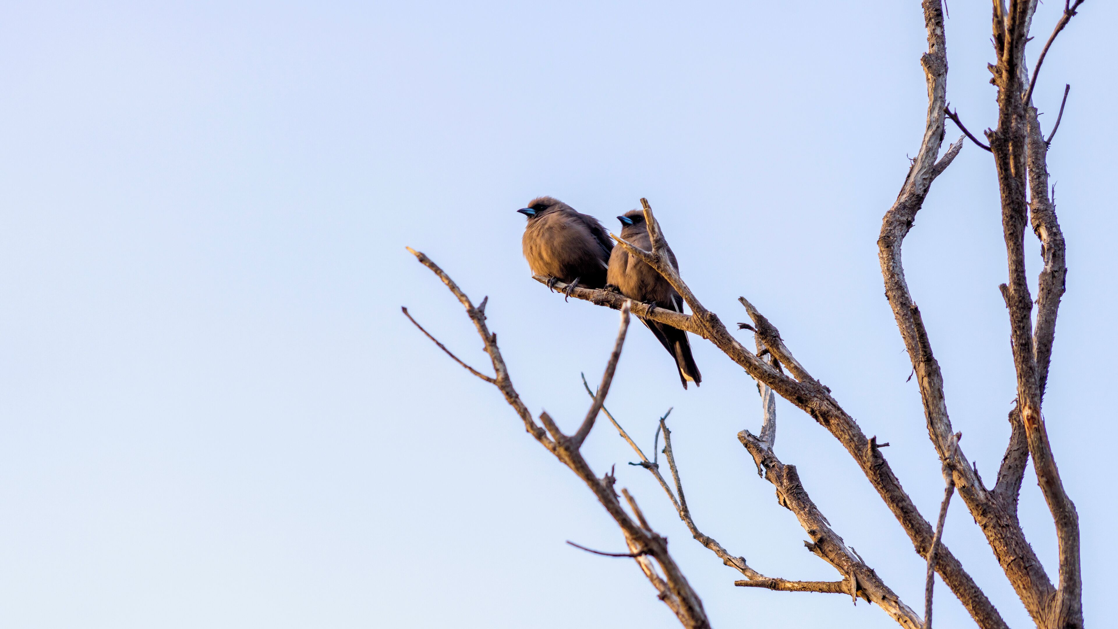 Dos pájaros posados en una rama de árbol, con cielo despejado al fondo.