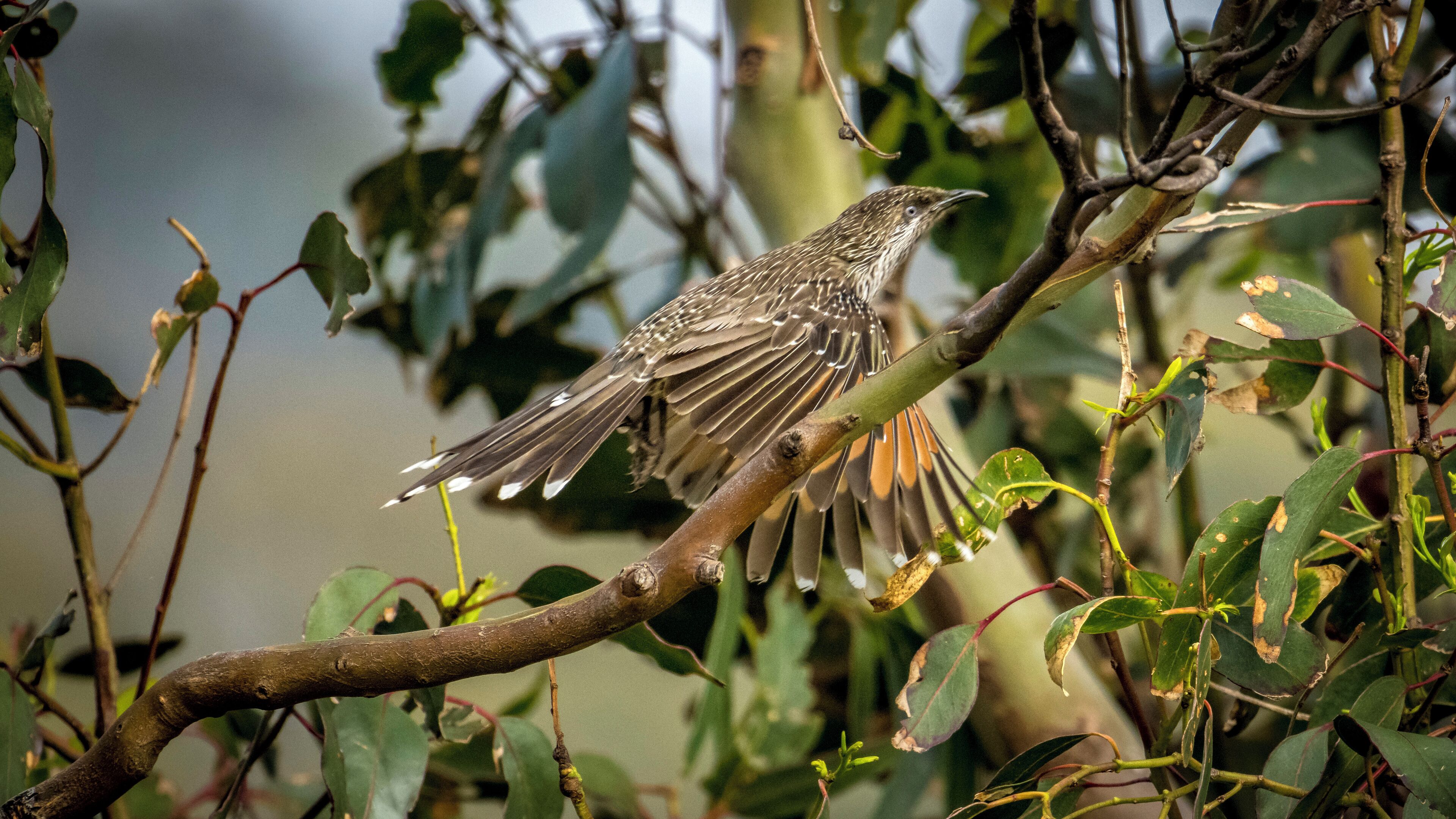 A bird perched on a branch amidst foliage.