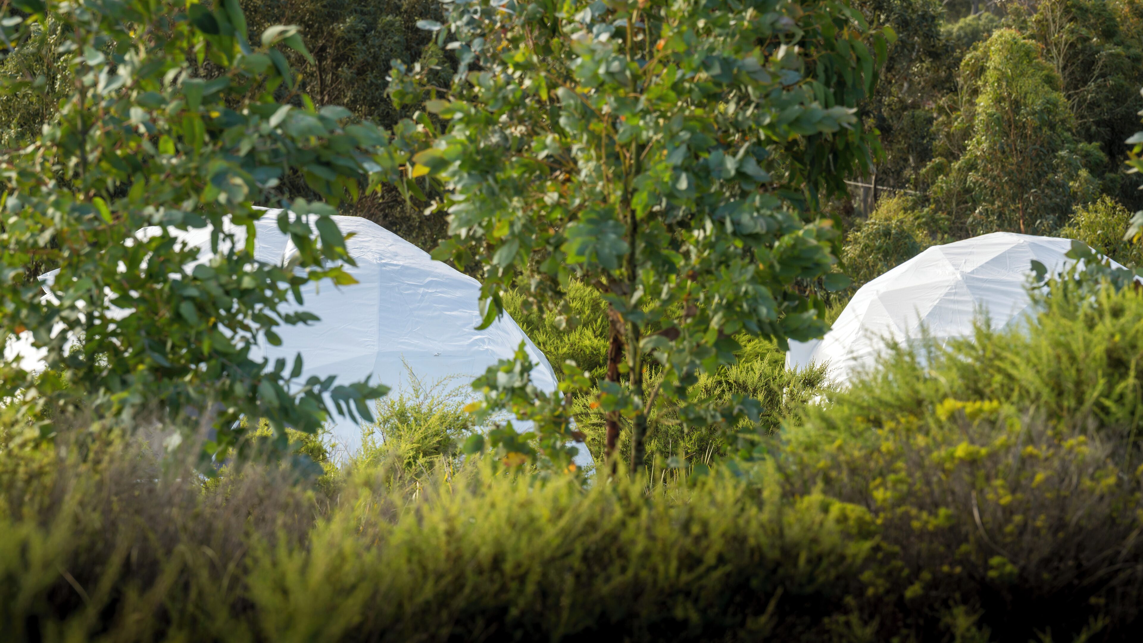 Two large, white, dome-shaped structures surrounded by dense greenery.