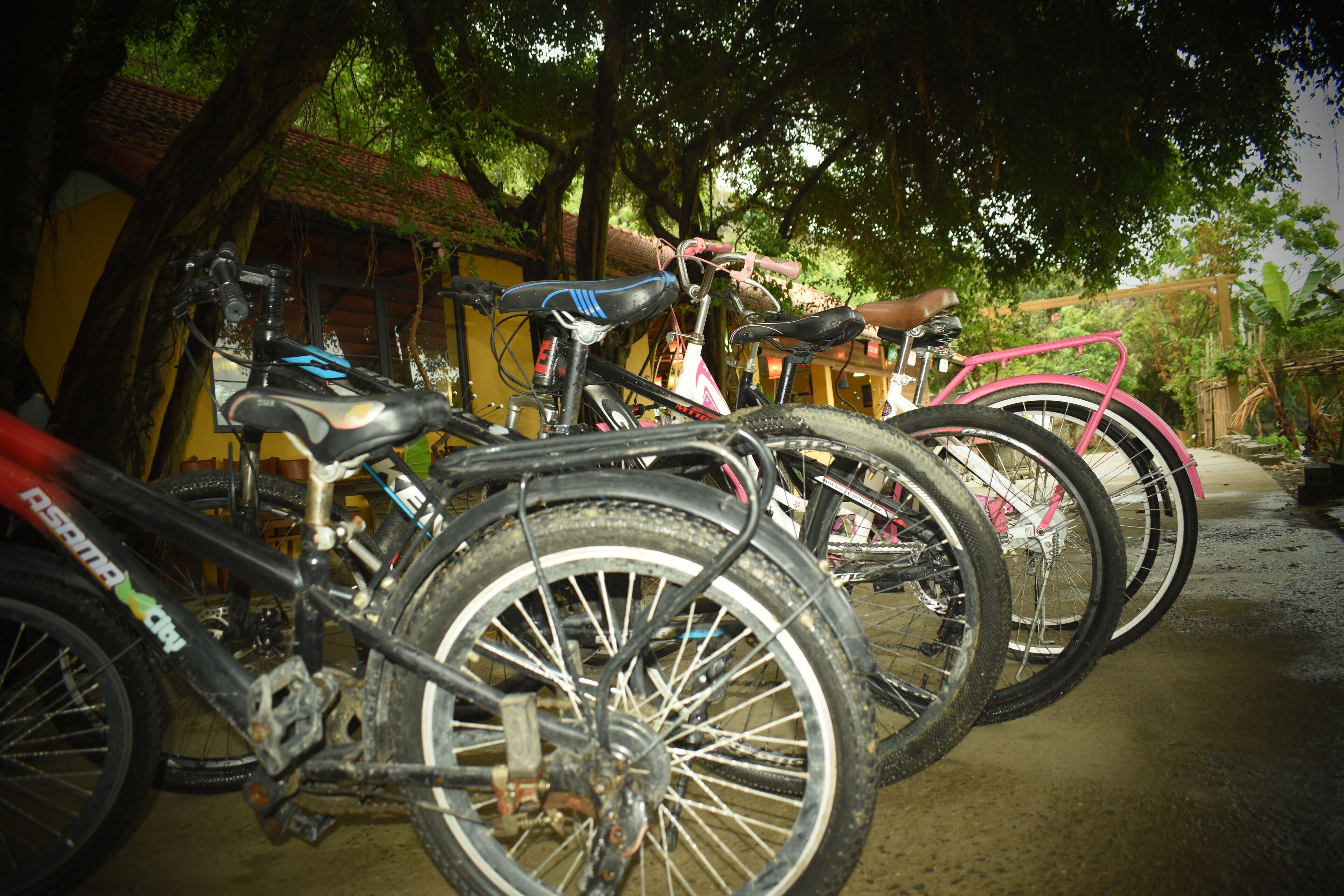 Bicycles parked in a shaded area with a building in the background.