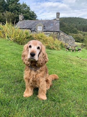Un chien est assis sur une pelouse verdoyante, avec une maison en pierre en arrière-plan.