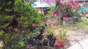 A garden with various potted plants and a small tree. - Kinglayang Homestay (Kalimpong)