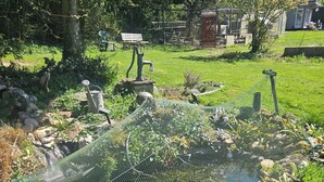 A garden with a pond, surrounded by rocks and plants. - Vacation home Ewergass in Mertesdorf - only 8 km from Trier + public transport ticket from 04-26 (Mertesdorf)