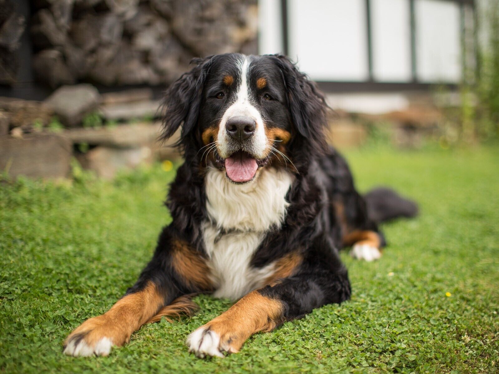 Ein Hund liegt auf dem Gras.