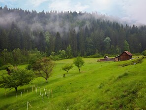 Paesaggio rurale con una stalla, campi aperti e un pendio boscoso.