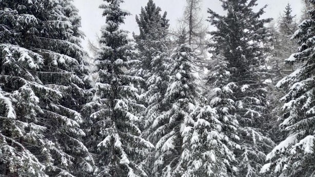 Uma cabana de tronco com telhado coberto de neve, cercada por árvores perenes em uma floresta nevada.