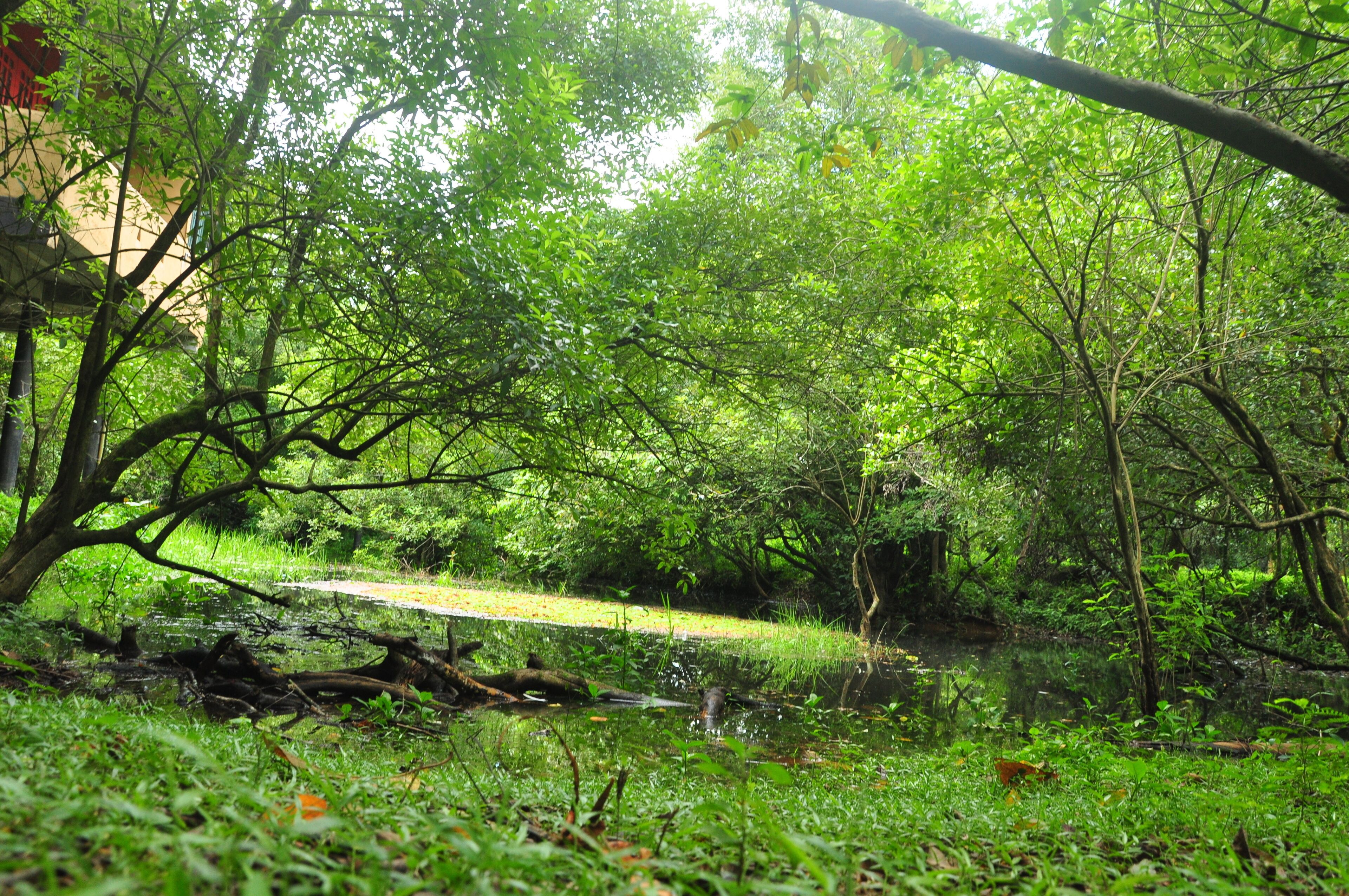 A lush green forest with a clear stream and a path.