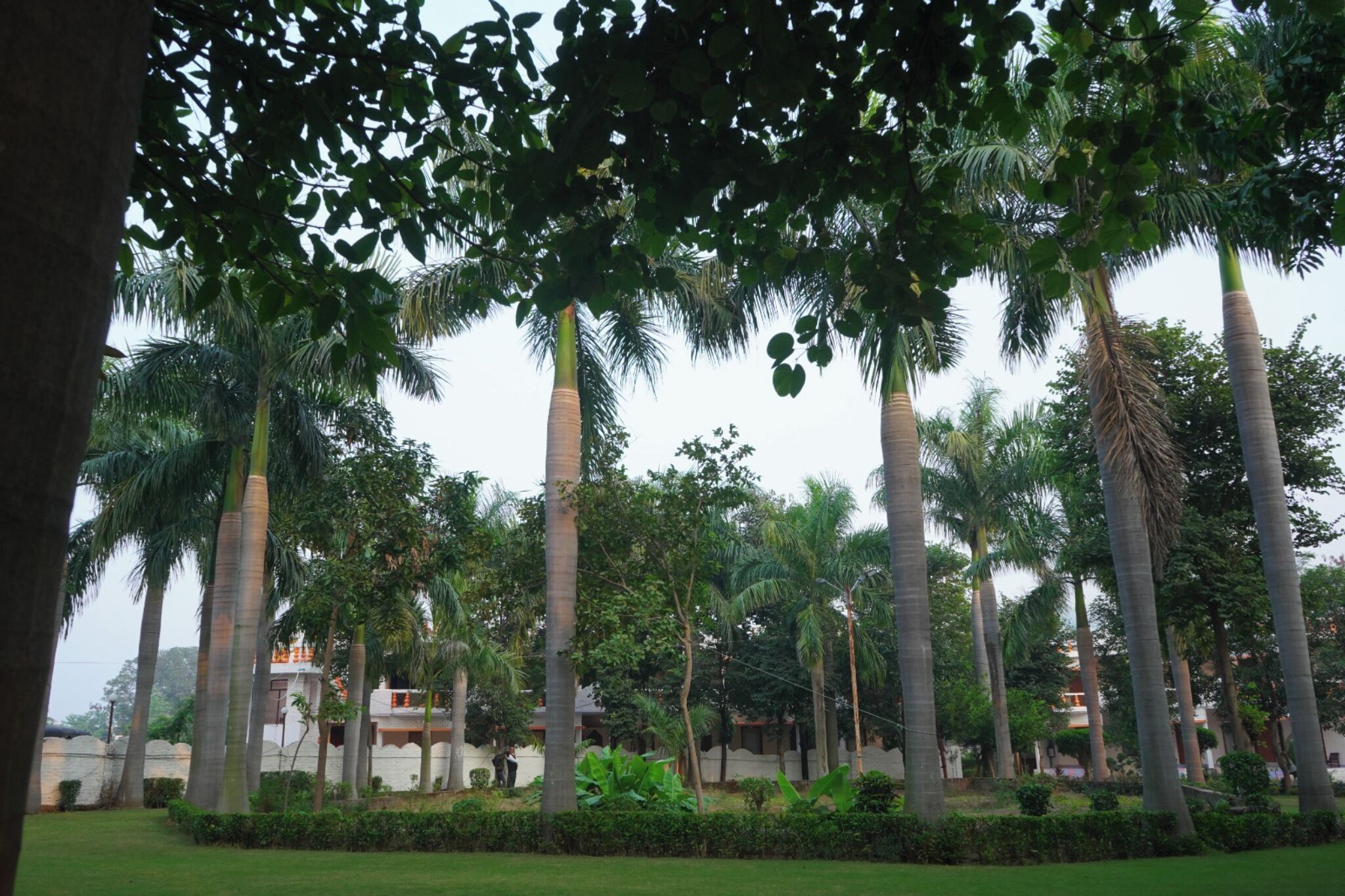 A lush garden with tall palm trees and dense foliage.