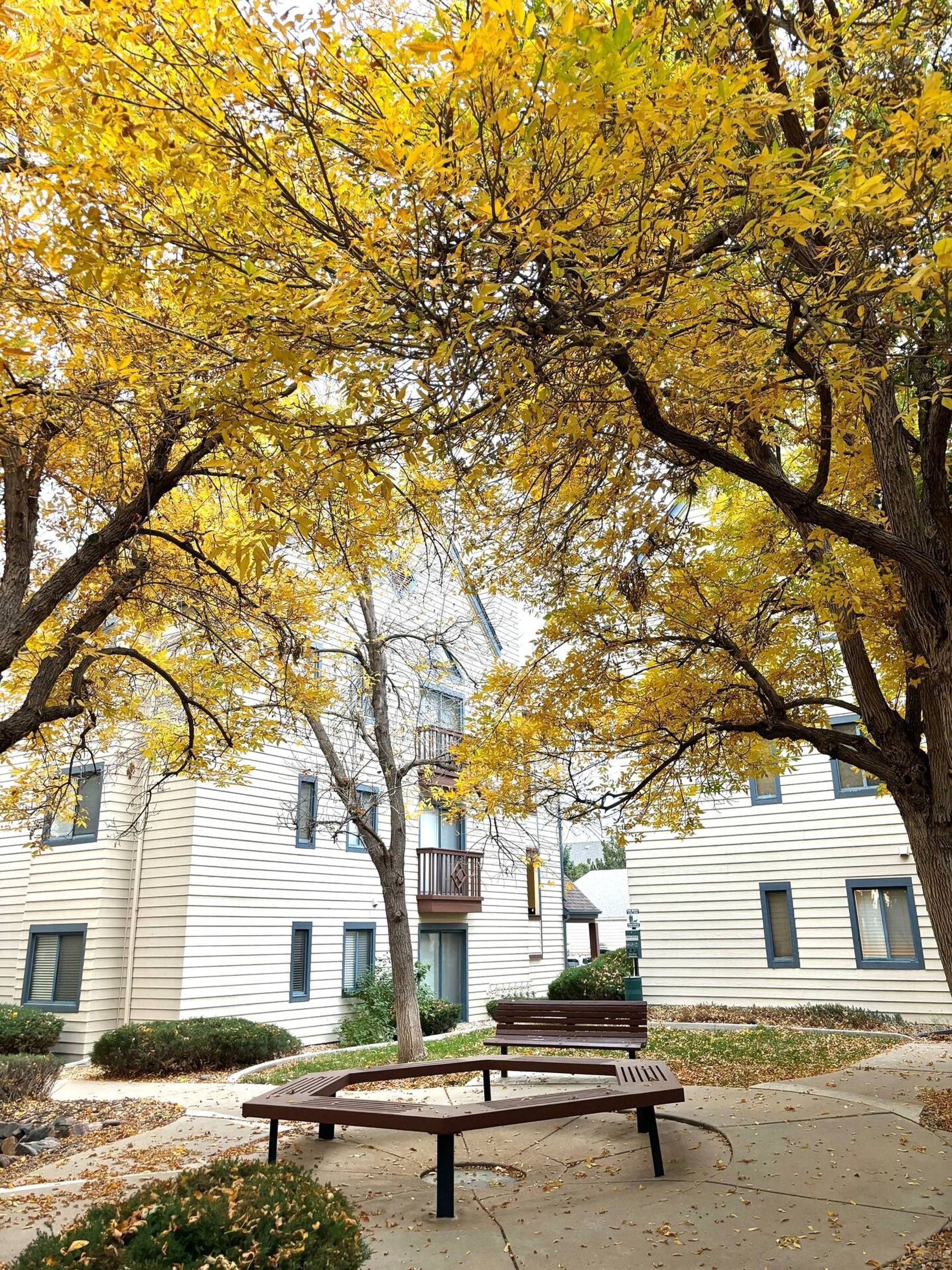 A courtyard with a wooden bench, trees with yellow leaves, and a building with multiple windows and balconies.