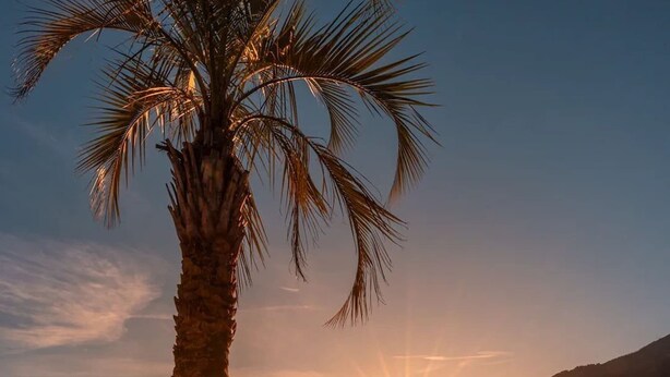 A beach scene with a palm tree and the sun setting over the water. - Luxury Suite Sunrise in Losone (Losone)
