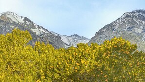 Ett bergigt landskap med snöklädda toppar och tät, grön vegetation i förgrunden.