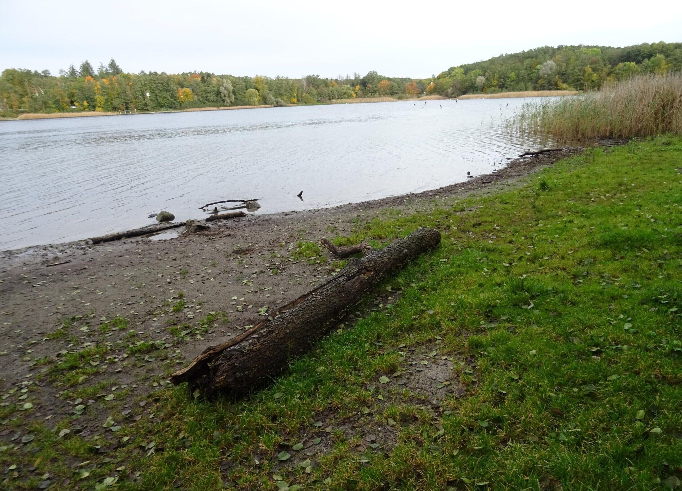 A lakeside view with a grassy shore, a fallen tree, and a forest in the background.