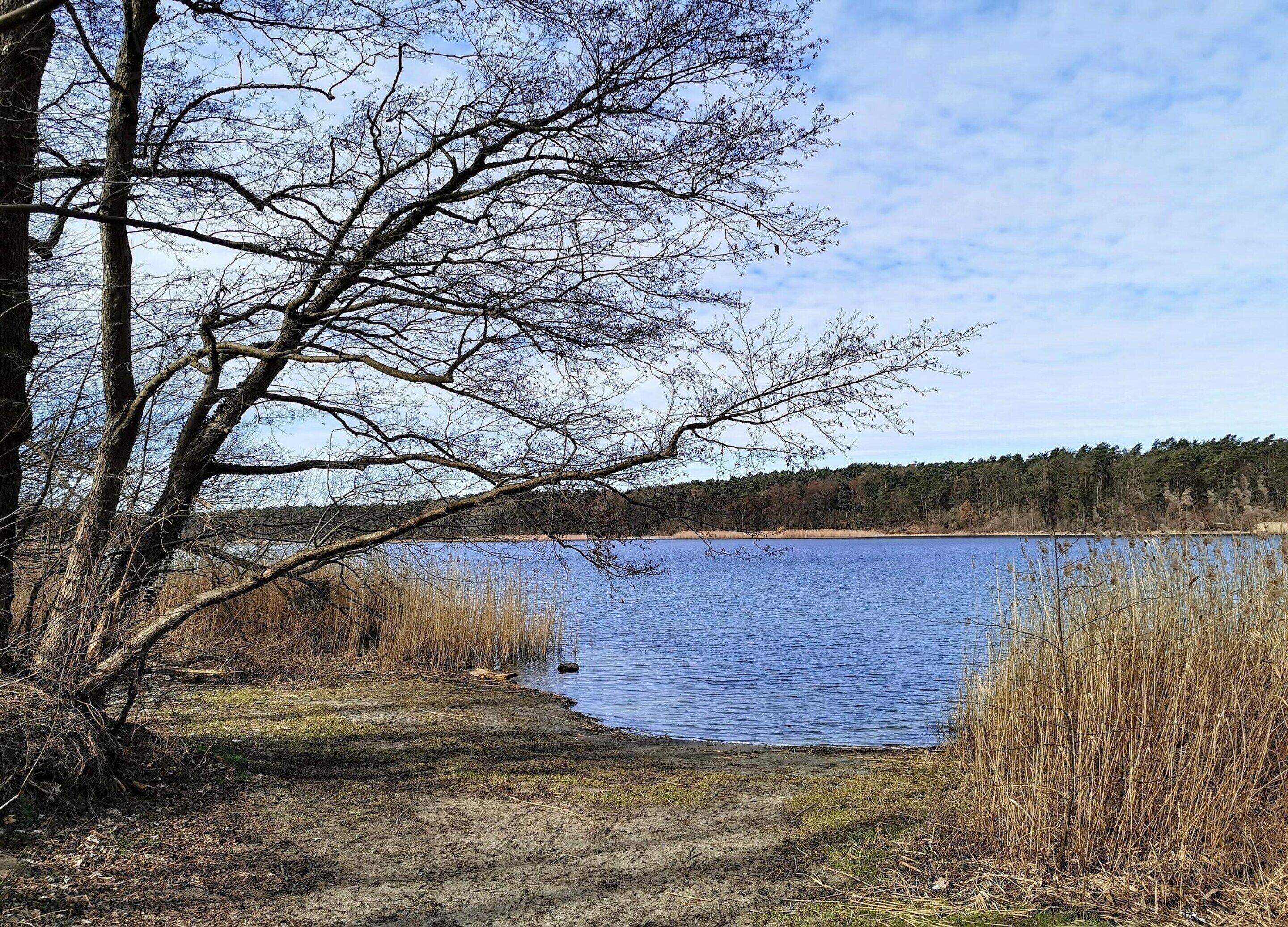 Une vue sur le lac, avec des arbres et un ciel dégagé.