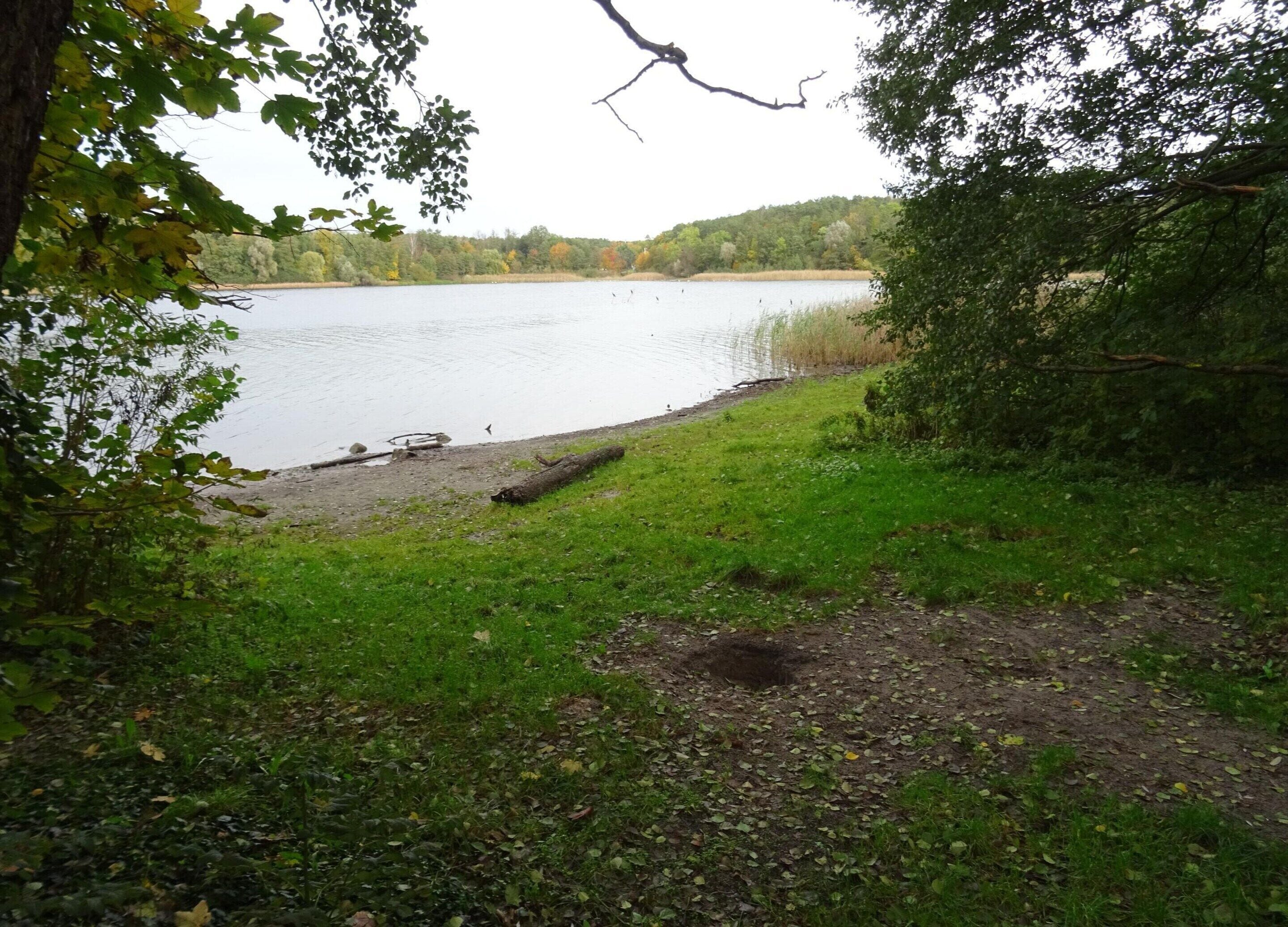 A lakeside view with a grassy area and trees.
