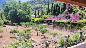 A garden with various plants and trees, including a pergola with vines.