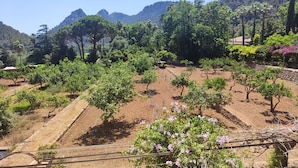 A vineyard with rows of grapevines, a stone wall, and a mountainous backdrop.