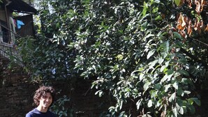 Une personne se tient à côté d’un arbre dans un jardin, avec un mur de briques en arrière-plan.