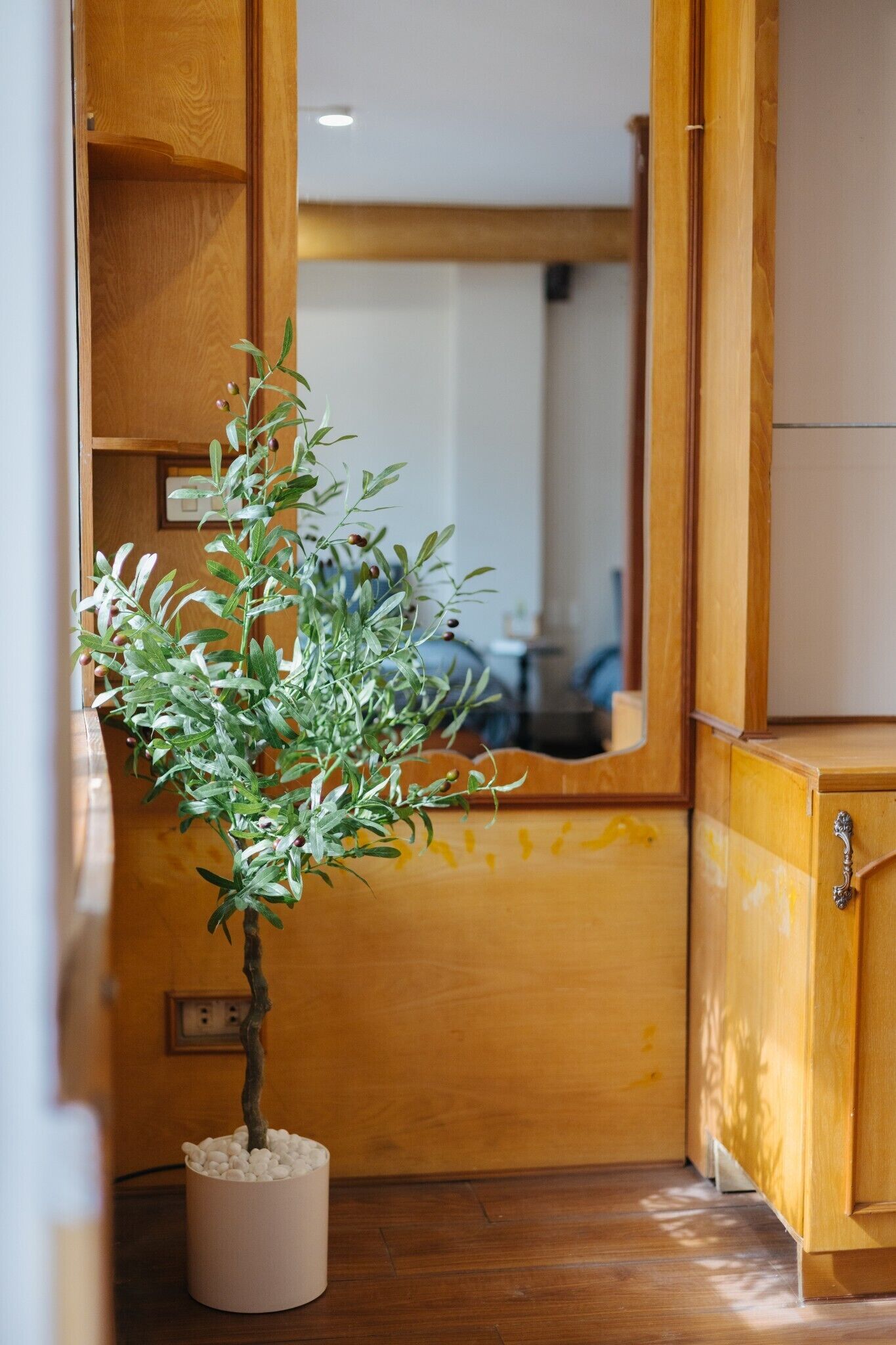 Una planta pequeña en maceta en un rincón de una habitación con armarios de madera y un espejo.