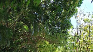 A pathway lined with lush greenery and trees, leading to a distant structure.