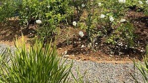 Un jardin aménagé avec des fleurs blanches, une pelouse verdoyante et une chaîne de montagnes en arrière-plan.